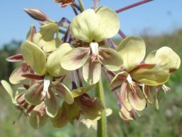 Pelargonium schlechteri flowers